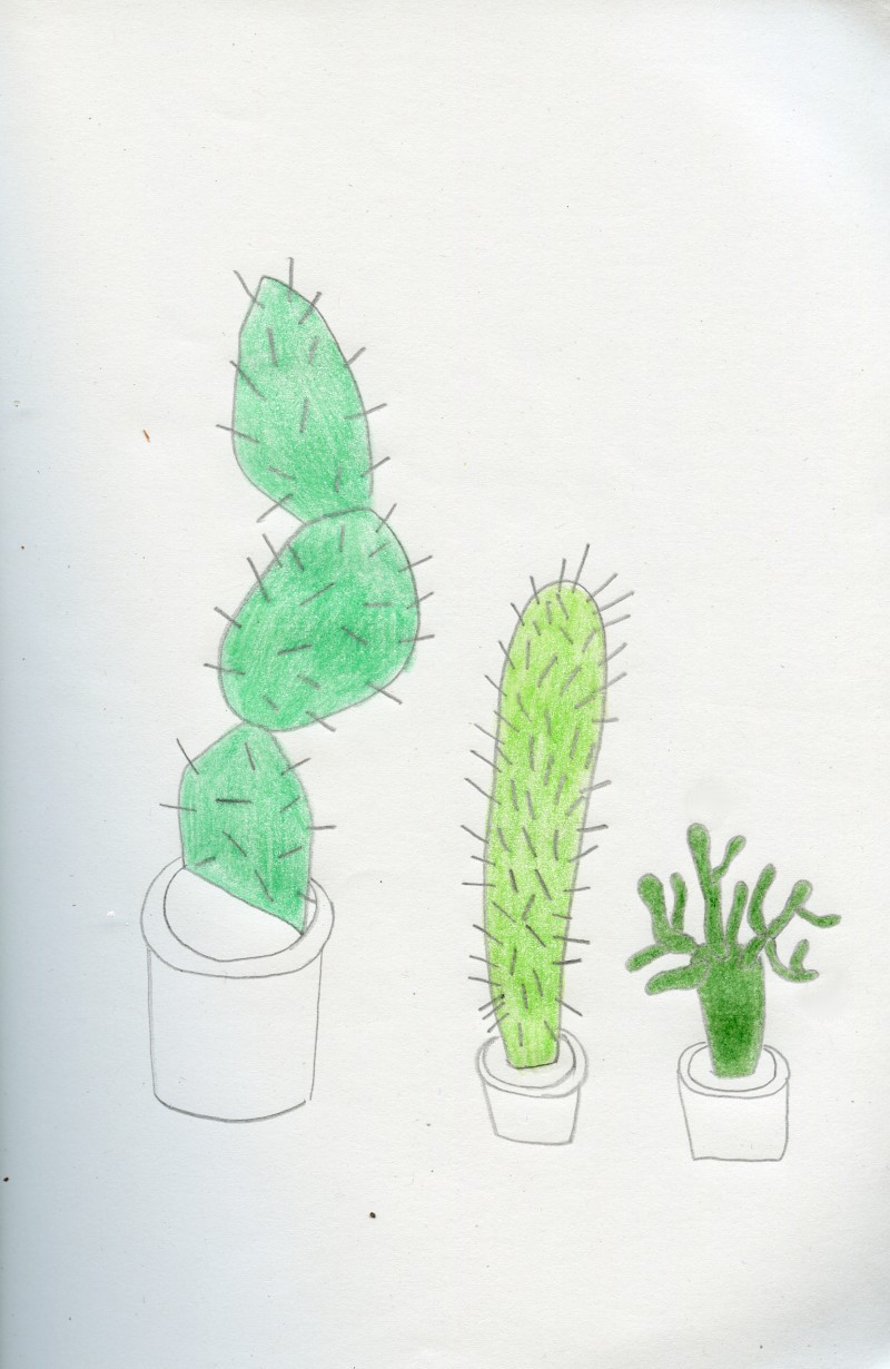 cactus