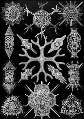 290px-haeckel_spumellaria