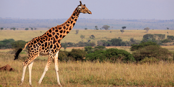 girafe