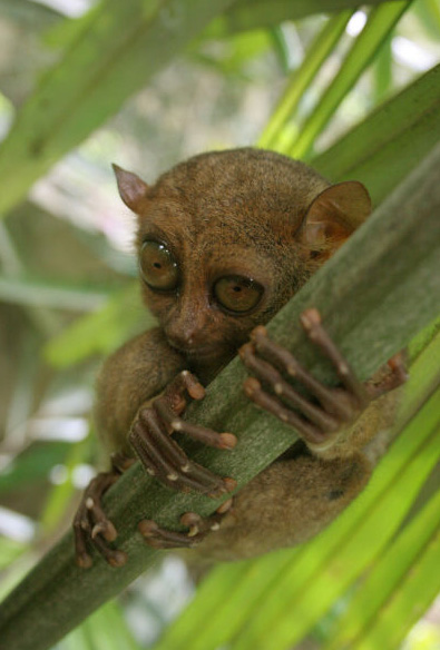 The Philippine Tarsier is a tiny animal, measuring about 4 to 6 inches (15 cm) in height. The small size makes it difficult to spot. The average mass for males is around 134 grams, and for females, around 117 grams. The average adult is about the size of a human fist and will fit very comfortably in the human hand.

...Tarsiers rarely live long in captivity. It has been reported that some tarsiers were so traumatized by captivity that they committed SUICIDE by beating their heads against the cages or drowning themselves on the drinking bowls.

(information et image: wikipedia.org) 